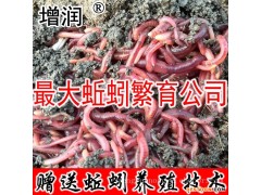 大平三号蚯蚓种全国发货
