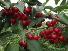 【西苑】基地直销  非经销商 吉塞拉樱桃苗基地  樱桃树苗销售 量大优惠 可提供技术指导 代培训技术员