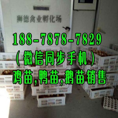 牡丹江狼山鸡苗批发价格 黑猪苗批发