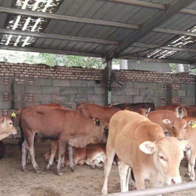 郓城晟成牧业 鲁西黄牛养殖公司 鲁西黄牛大牛犊 鲁西黄牛半大牛犊 鲁西黄牛牛肉