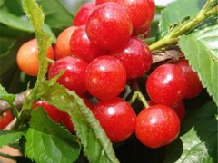 现货供应樱桃苗 樱桃苗价格 优质樱桃苗直销 价格优惠 成活率高 盛硕园艺