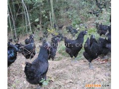 哪里有野鸡苗批发-野鸡苗批发-珍宝特种养殖厂品种优