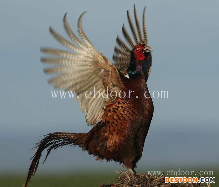 附近野鸡苗批发出售-珍宝特种养殖厂-南阳野鸡苗批发出售