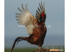 附近野鸡苗批发出售-珍宝特种养殖厂-南阳野鸡苗批发出售