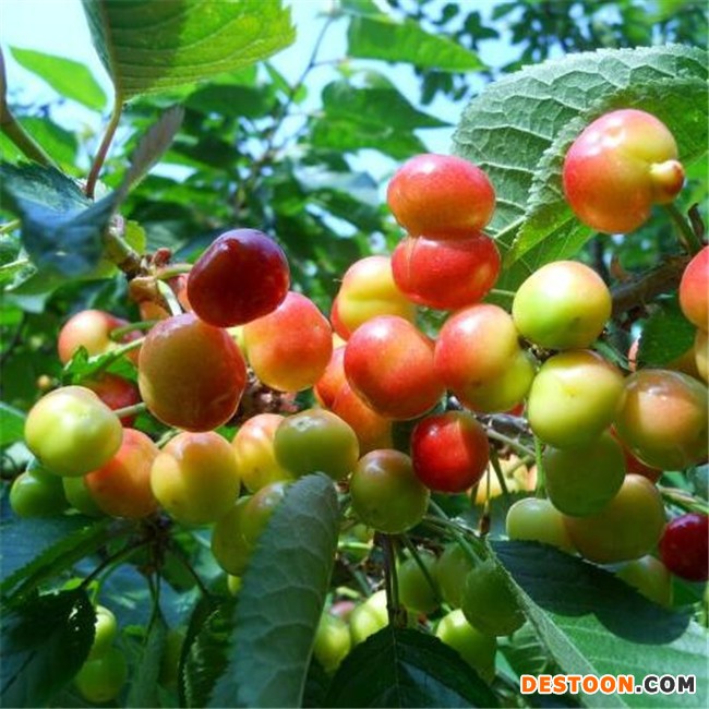 泽林农业 樱桃苗 品种齐全 吉塞拉樱桃苗 红灯樱桃苗 品种优良 基地直销