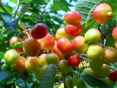 泽林农业 樱桃苗 品种齐全 吉塞拉樱桃苗 红灯樱桃苗 品种优良 基地直销