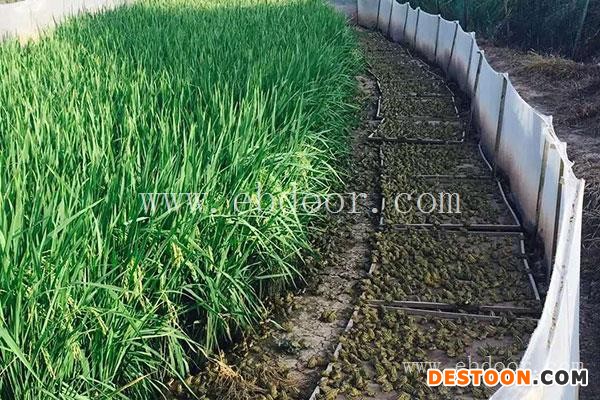 稻田养殖青蛙-阿坝青蛙养殖-重庆张勇水产批发