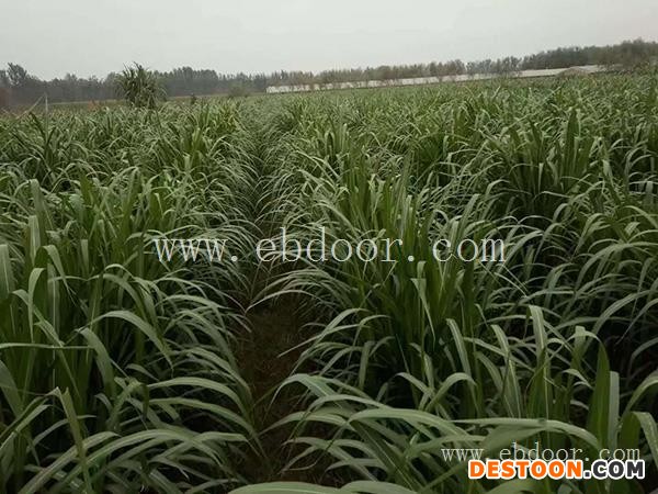 大昆农业科技(图)-蚂蚱养殖的条件-蚂蚱养殖