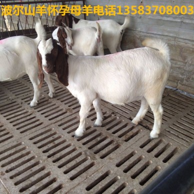 出售河南哪有波尔山羊 羊羔 波尔山羊公羊价