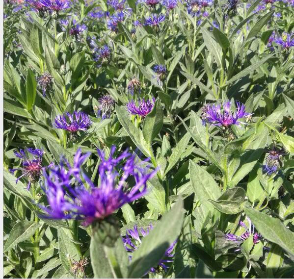 康达花卉种子  观花种子 矢车菊种子 园林绿化 香矢车菊 一二年生草本花卉
