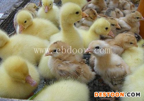 明丽土鸡苗批发(图)-武定鸡苗供应-普洱武定鸡苗