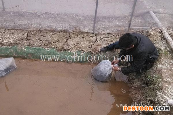 甘孜青蛙养殖-张勇水产种苗培育-野生青蛙养殖成本