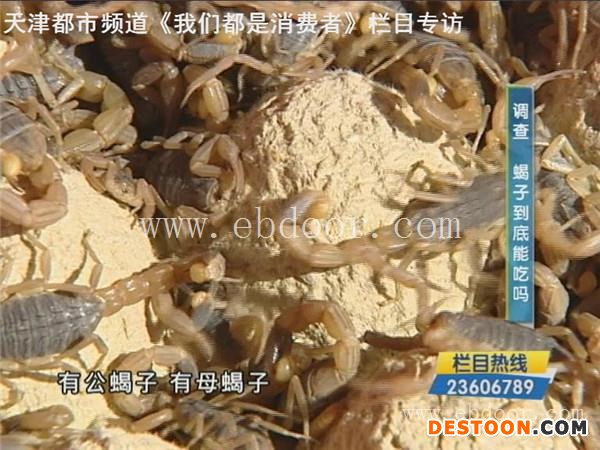 军辉蝎子养殖-高阳蝎子养殖基地