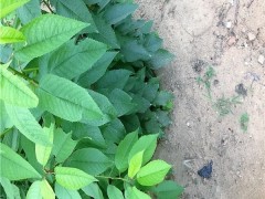 五年生矮化晓文一号大樱桃树苗有