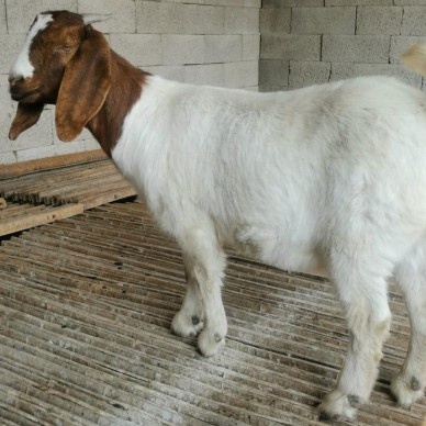 批发 波尔山羊羊苗 山东波尔山羊种羊 养殖波尔山羊种羊养殖基地