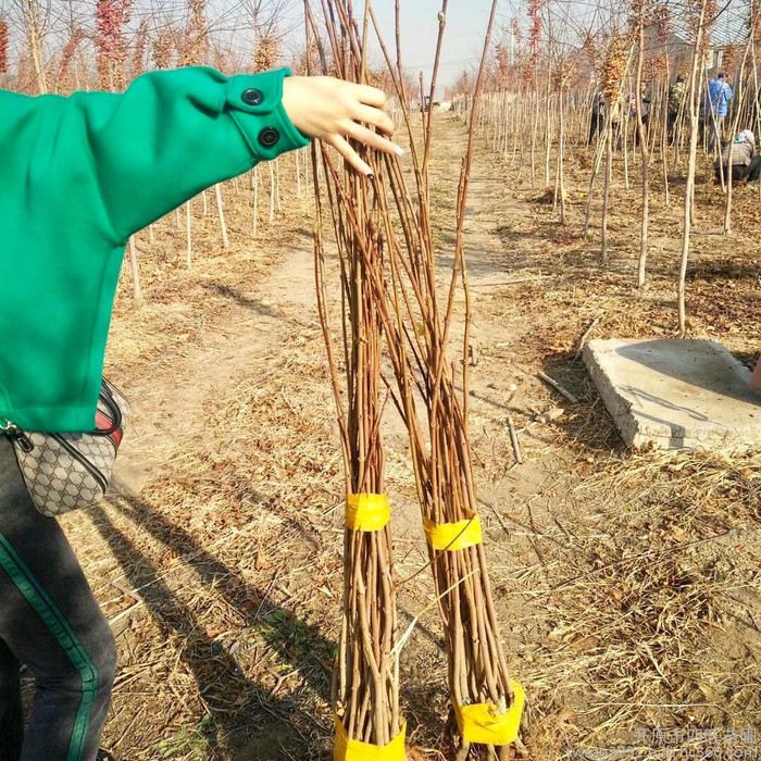 东北耐寒 大榛子苗 小榛子苗耐寒经济果树价格优惠