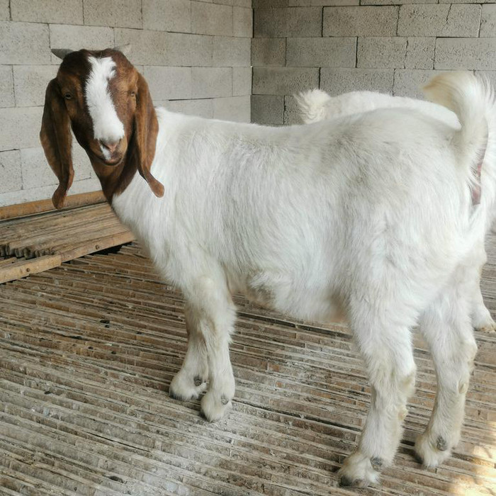 批发波尔山羊种苗 活体波尔山羊种羊 波尔山羊种公羊价钱