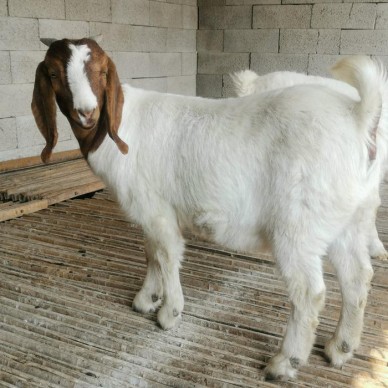 直营 波尔山羊小羊羔 波尔山羊种羊 山东波尔山羊种羊图片