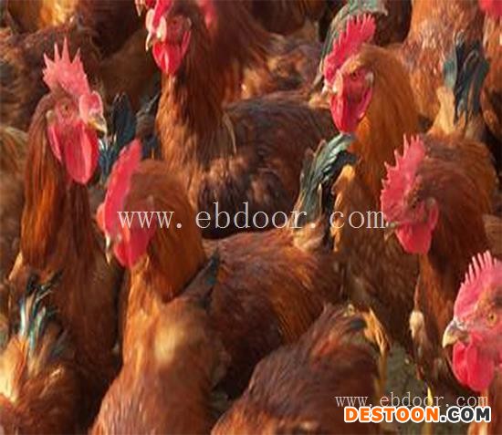 红玉公鸡-金兴养殖场技术先进-红玉公鸡养殖厂