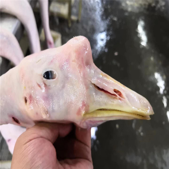 海口  白条鹅代理价格 厂家直销 直销白条鹅价格 优质白条鹅 肉鹅