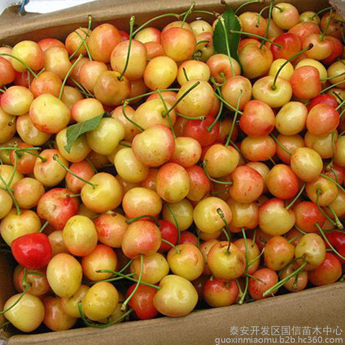 吉塞拉樱桃苗批发 白玉樱桃苗 雷尼樱桃苗挂果时间