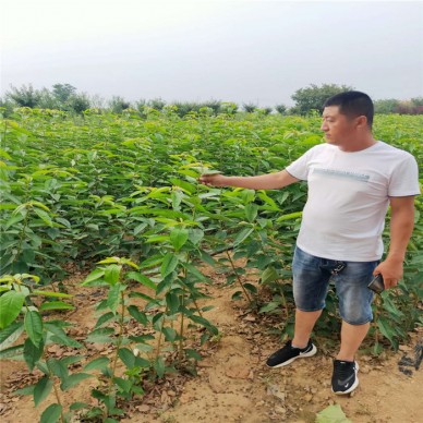 基地大量现货出售品种樱桃苗 嫁接品种 好成活