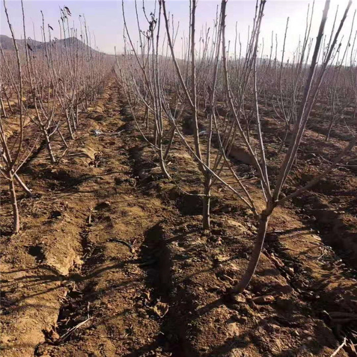 基地直销 樱桃苗果树 车厘子樱桃苗  嫁接樱桃树  美早樱桃苗  现挖现卖