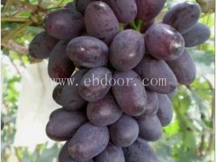 代收葡萄哪家好-聊城代收葡萄- 鲁粒葡萄苗