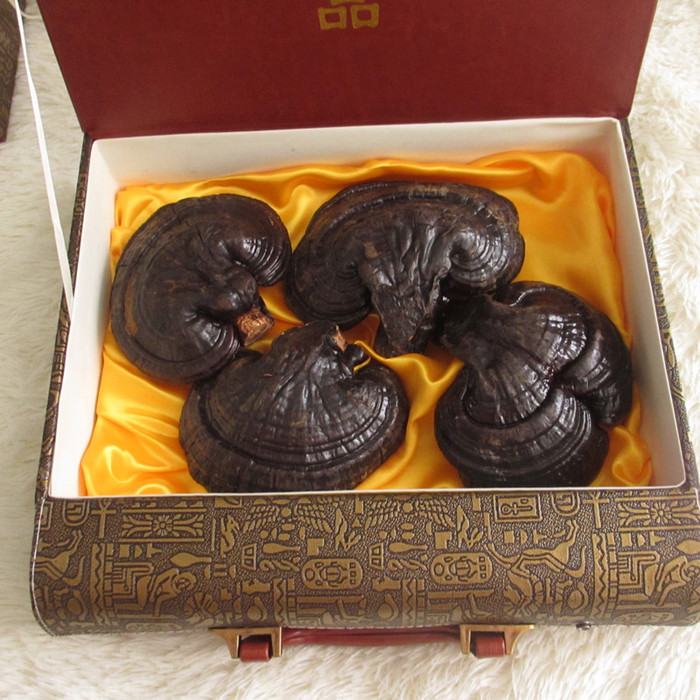 灵芝孩子能吃长白山灵芝生产供应商灵芝个品好