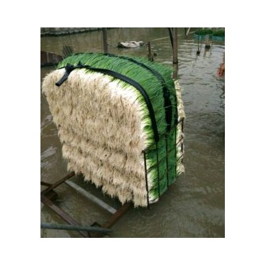 [供]四季小香葱