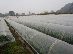 钟山县农旅结合草莓红_贺州晋中市农业农村局网站