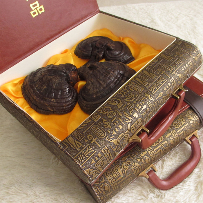 灵芝那个品好吉林长白山灵芝批发灵芝的用法用量