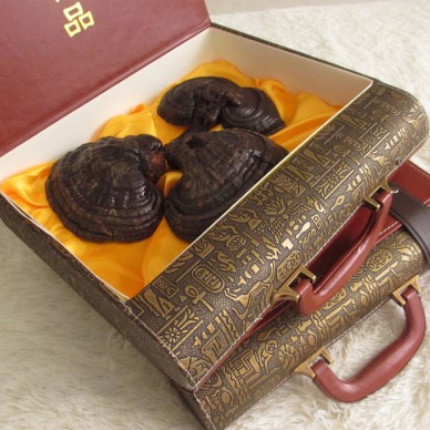 灵芝那个品好吉林长白山灵芝批发灵芝的用法用量