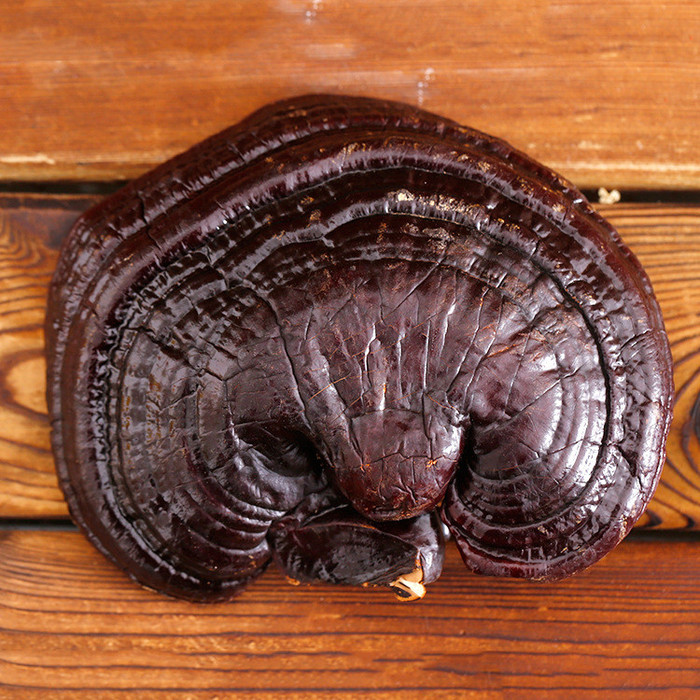 有机灵芝价格长白山灵芝片灵芝袋