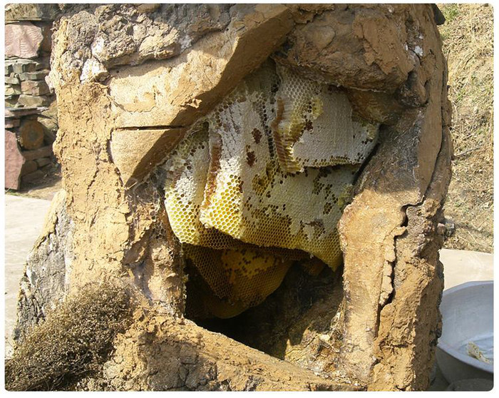 绿谷 土蜂蜜 特产批发，甜而不腻，全国供应 欢迎咨询