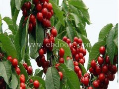 短柄樱桃苗批发价-短柄樱桃苗-果源农业—惠民价格