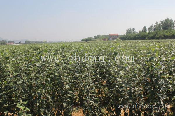 苹果新品种-全红苹果新品种-现代果业脱毒苹果苗(诚信商家)