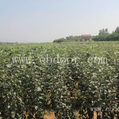 苹果新品种-全红苹果新品种-现代果业脱毒苹果苗(诚信商家)