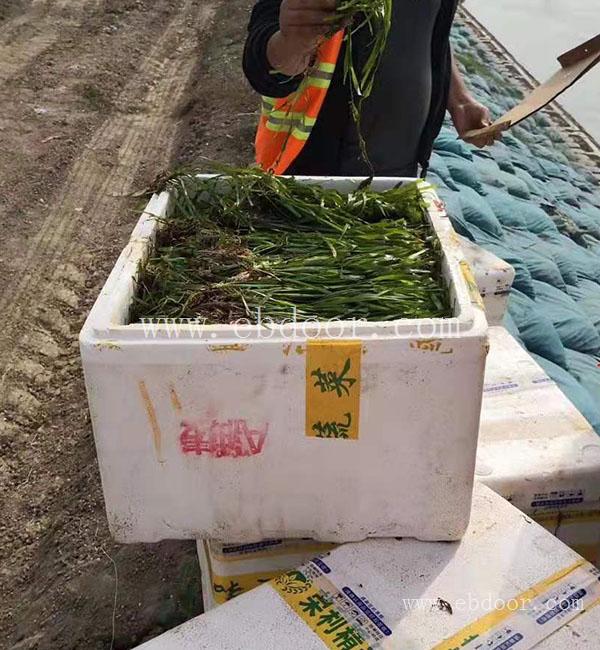 四季青矮型苦草去哪买-众禾水生植物-益阳四季青矮型苦草