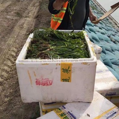 四季青矮型苦草去哪买-众禾水生植物-益阳四季青矮型苦草