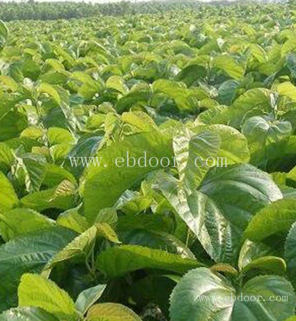 养蚕桑葚苗基地-养蚕桑葚苗-世超苗木批发(查看)