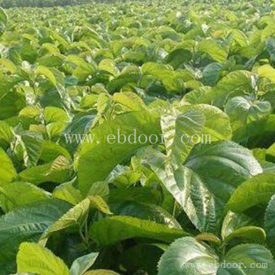 养蚕桑葚苗基地-养蚕桑葚苗-世超苗木批发(查看)