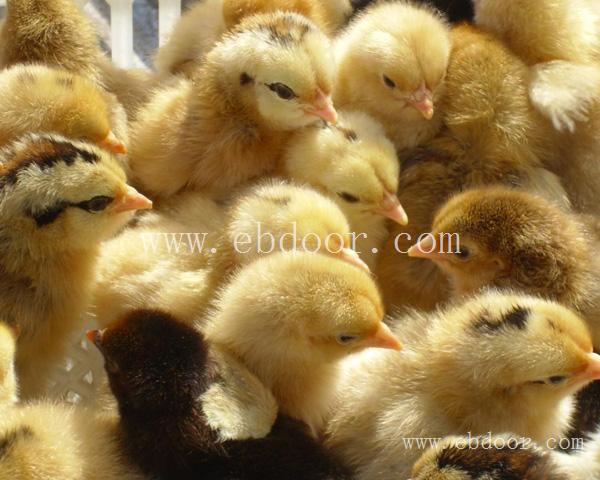 绿壳蛋鸡苗批发报价-深圳绿壳蛋鸡苗批发-惠民技术帮扶(查看)