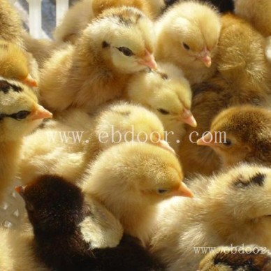 绿壳蛋鸡苗批发报价-深圳绿壳蛋鸡苗批发-惠民技术帮扶(查看)