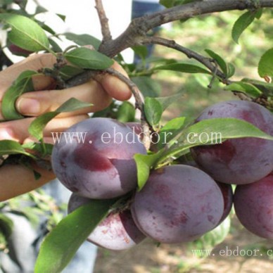 随州味帝李子苗基地-随州味帝李子苗-亿然苗木易种植品类多