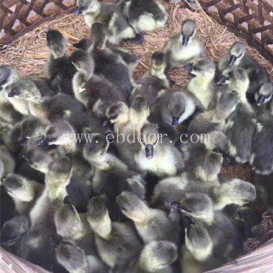 惠民价格实惠(图)-出售鹅苗报价-潍坊出售鹅苗
