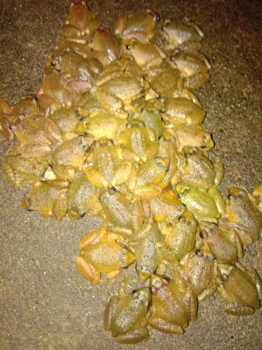 佳鑫石蛙 天然养殖 幼蛙 蝌蚪