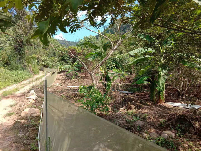 佳鑫石蛙 石蛙厂家 石蛙 个头肥大