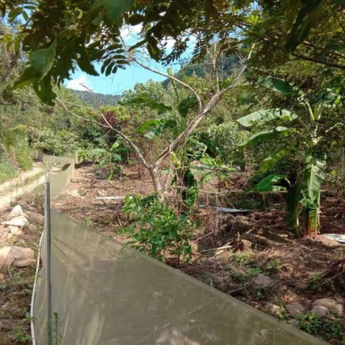 佳鑫石蛙 石蛙厂家 石蛙 个头肥大