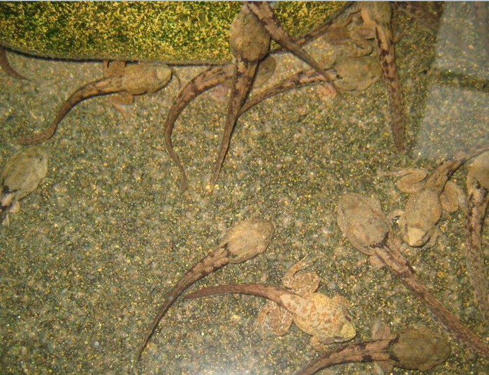 佳鑫石蛙 石蛙厂家 小娃 营养价值高